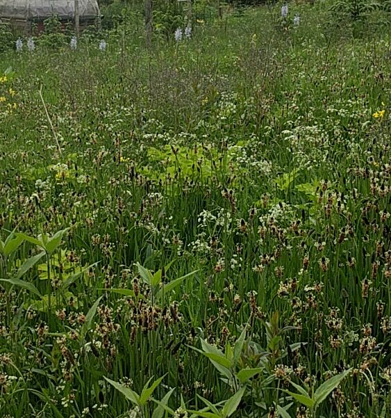 Camassia polyculture experiment