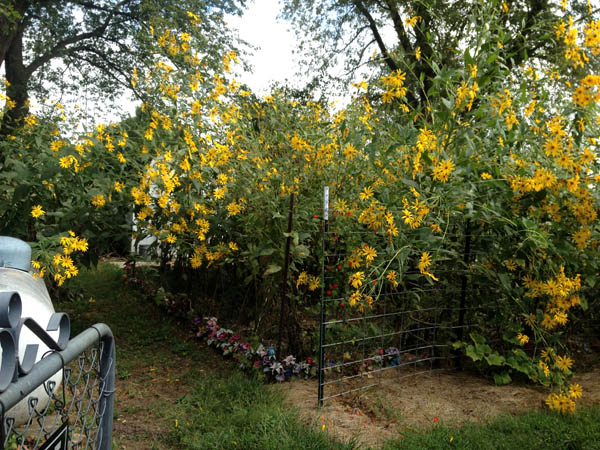 Sunroots at about 15 feet tall, the ones that lean over the most touch the house