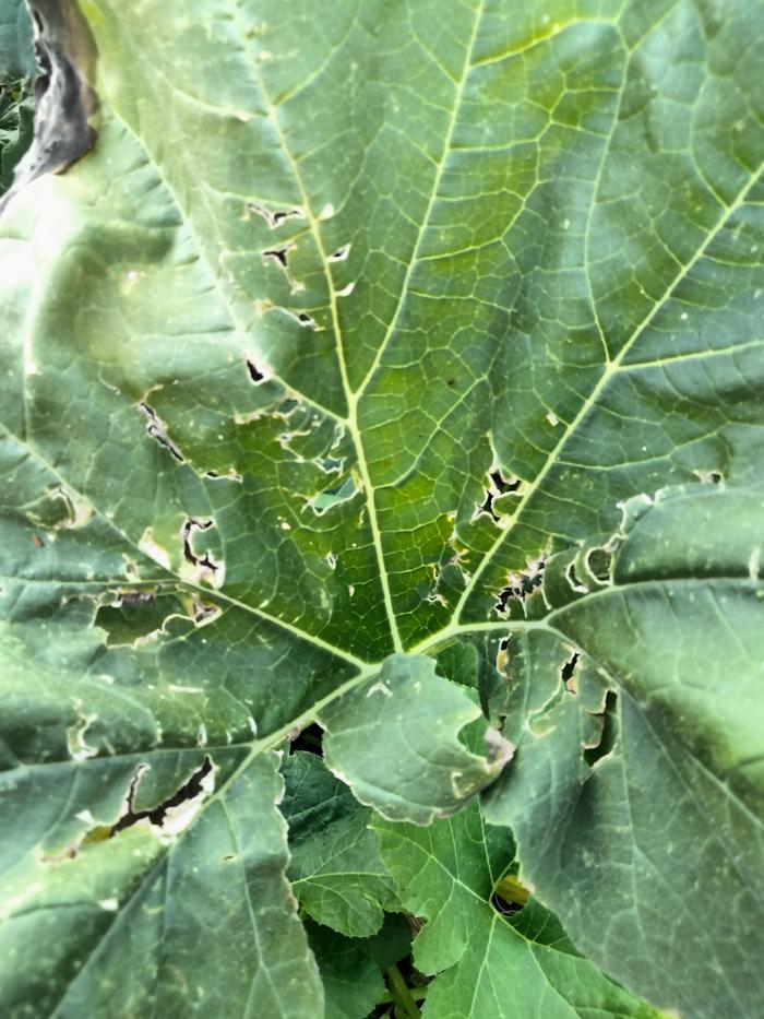 [Thumbnail for IMG20240711200323.jpg]