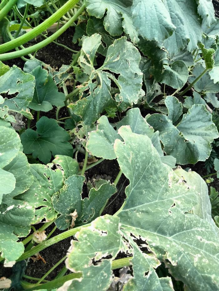 [Thumbnail for IMG20240711200334.jpg]