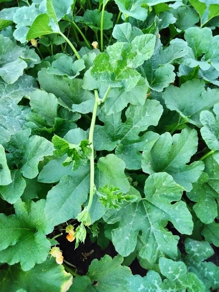 The watermelon is determined to come out on top