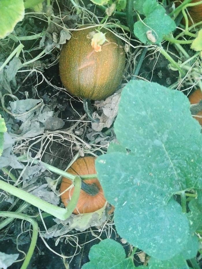 [Thumbnail for IMG20240825194040.jpg]