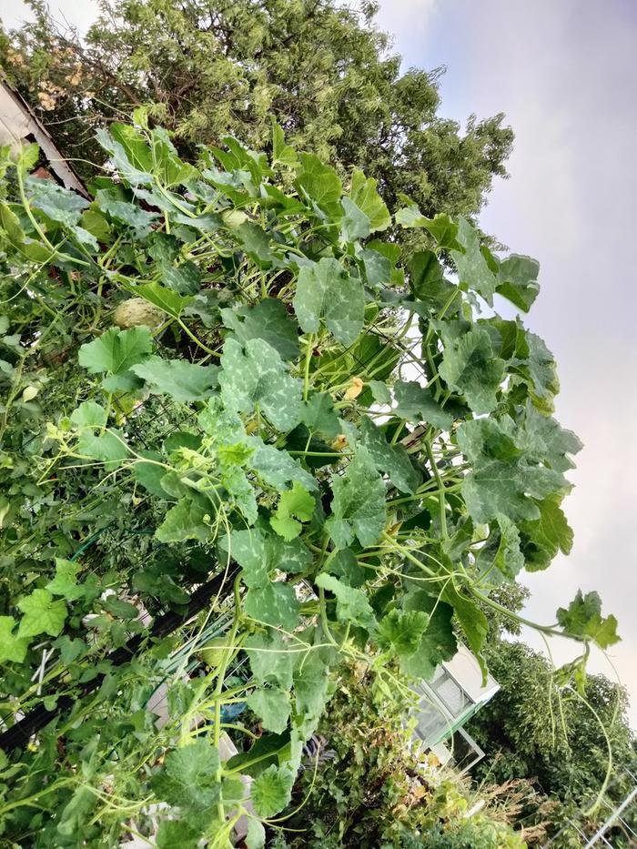 [Thumbnail for IMG20240713185718.jpg]