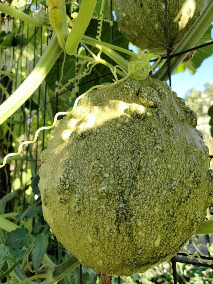 [Thumbnail for IMG20240716181600.jpg]