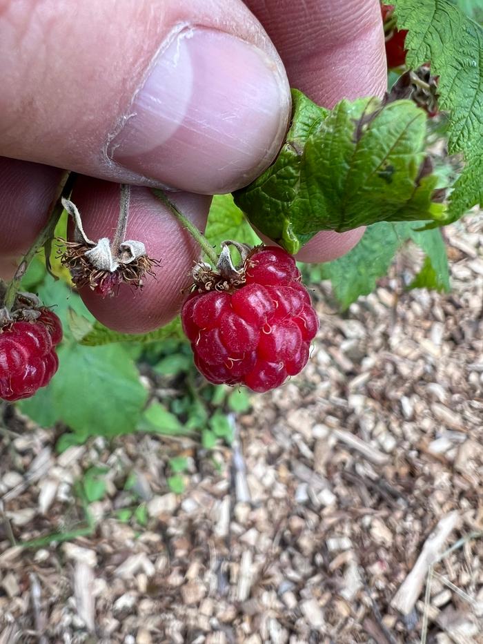 raspberry on the cane