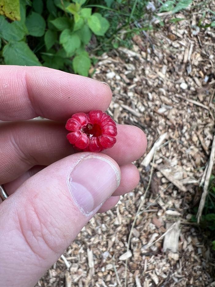 picked raspberry with hollow core