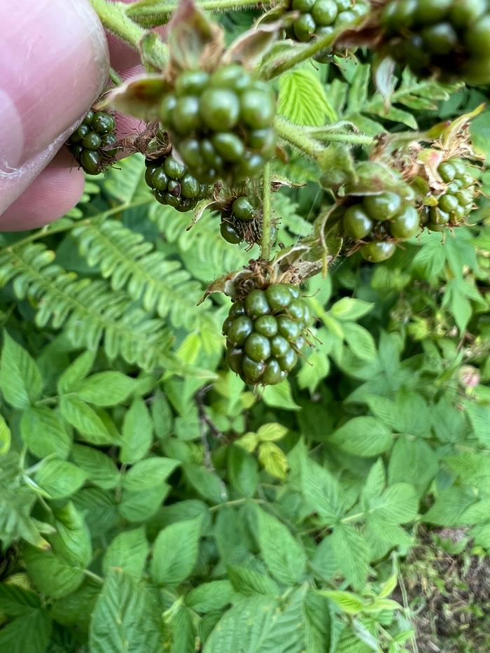 blackberries aren't ready to compare but it's just like Matt said