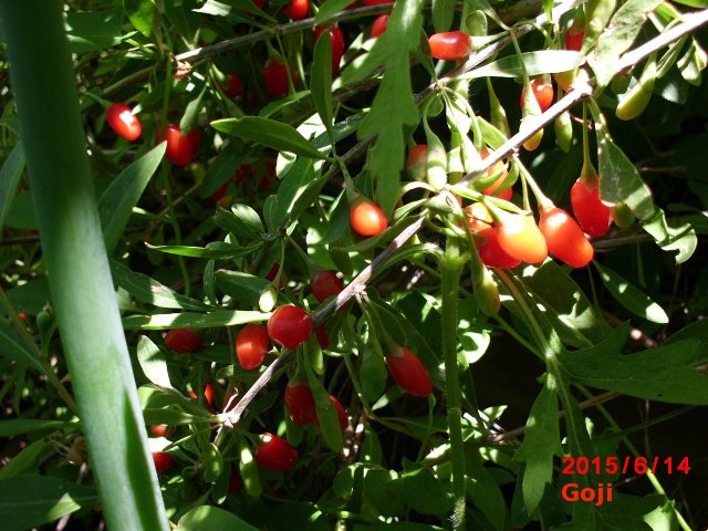 Goji in a food forest