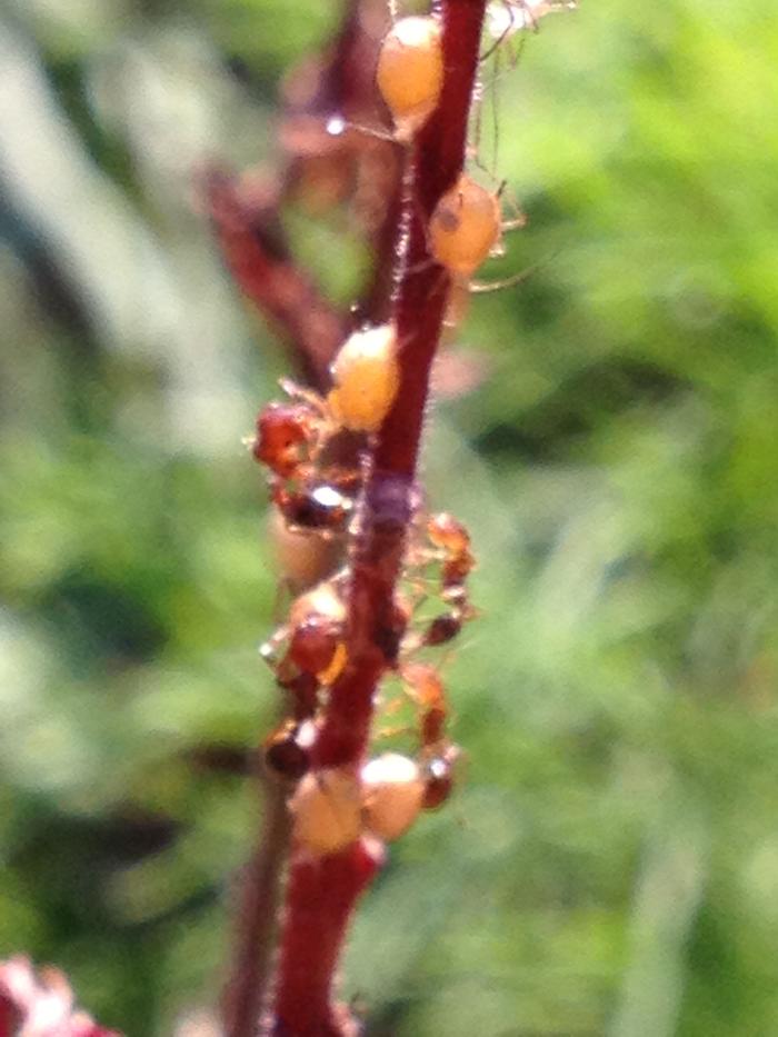 aphids and ants