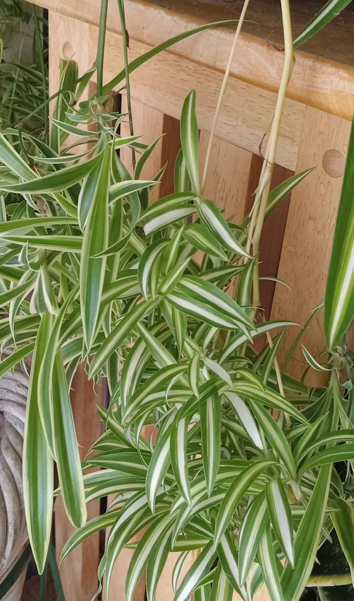 Variegated VS reverse variegated spider plants