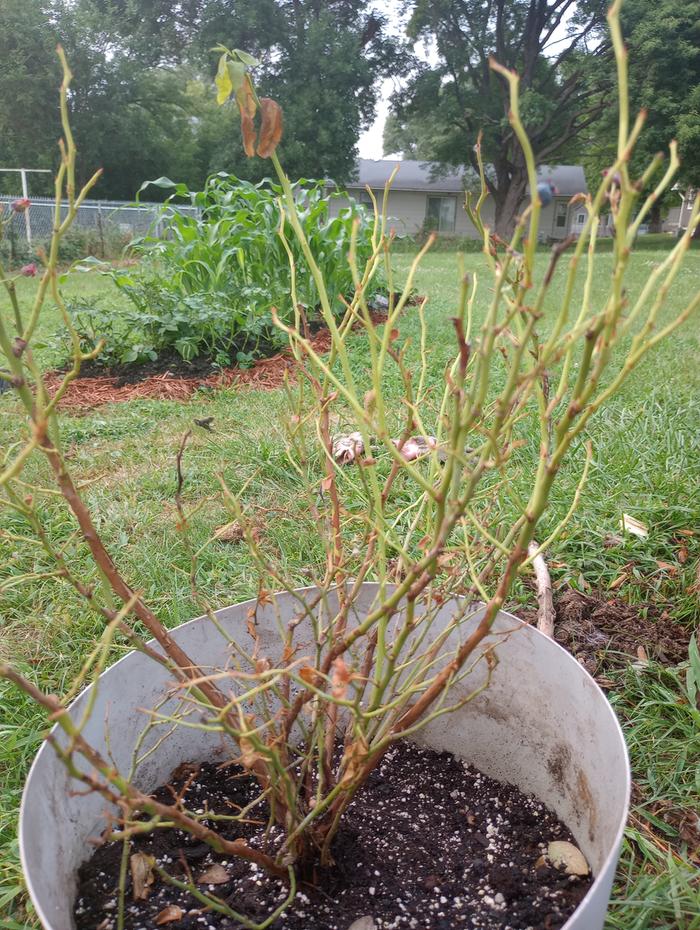 leaf drop on blueberry bush