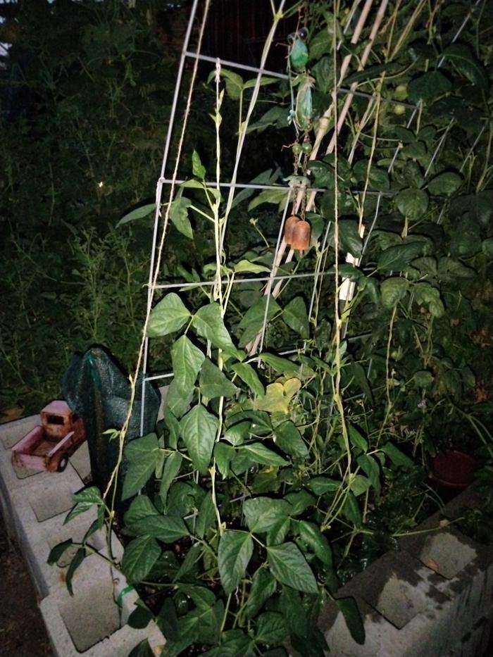 [Thumbnail for IMG20240724205049.jpg]