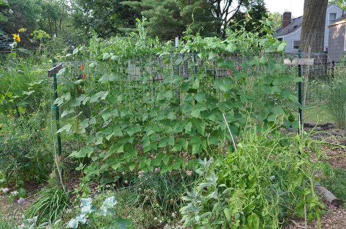 Rattlesnake beans on string trellis
