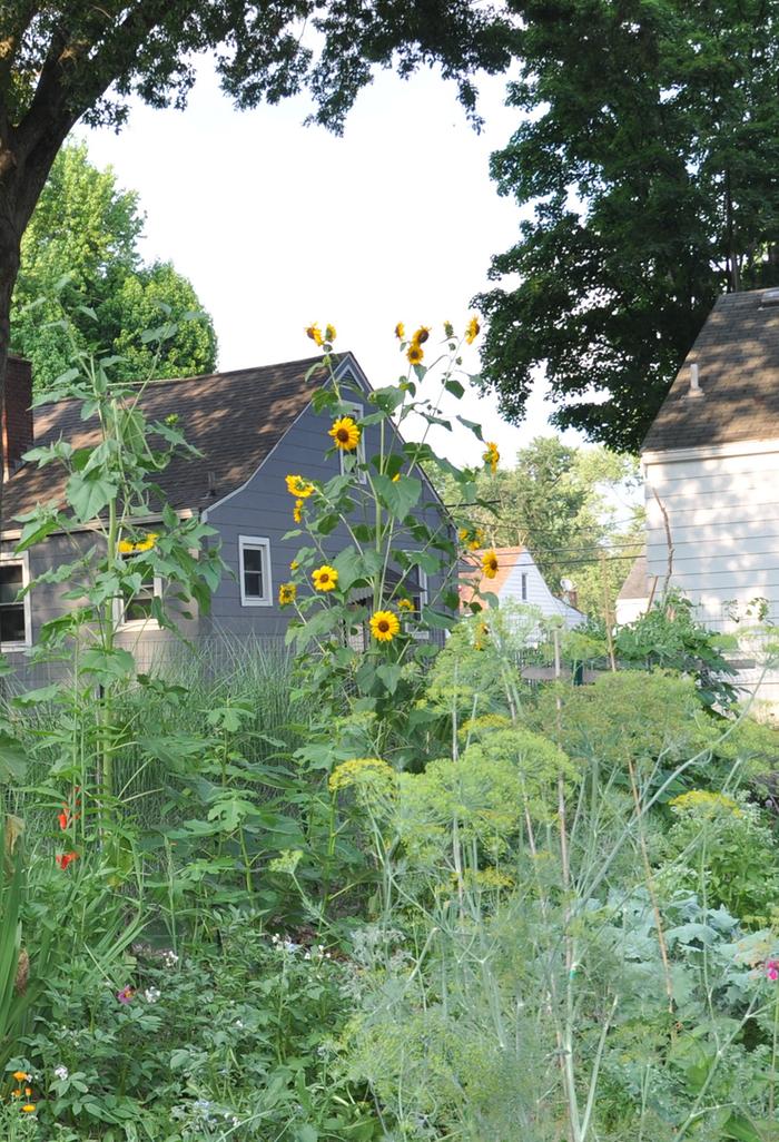 This is the sunflower that the squash has been climbing