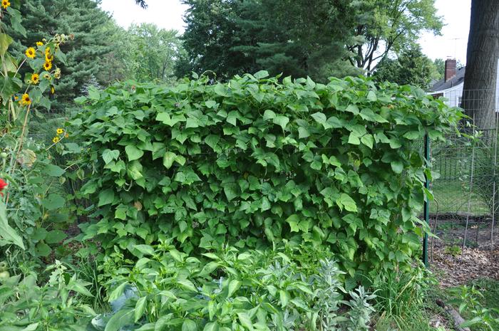 [Thumbnail for Midsummer-2024_080_.JPG]