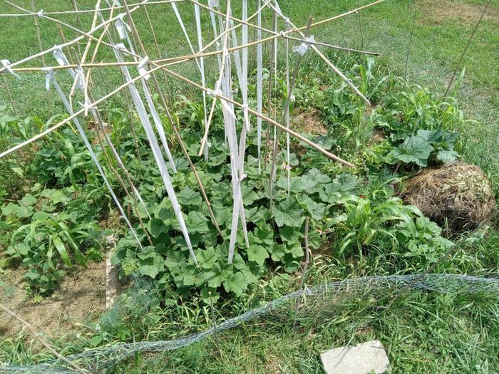 Stringing squashes July 1st