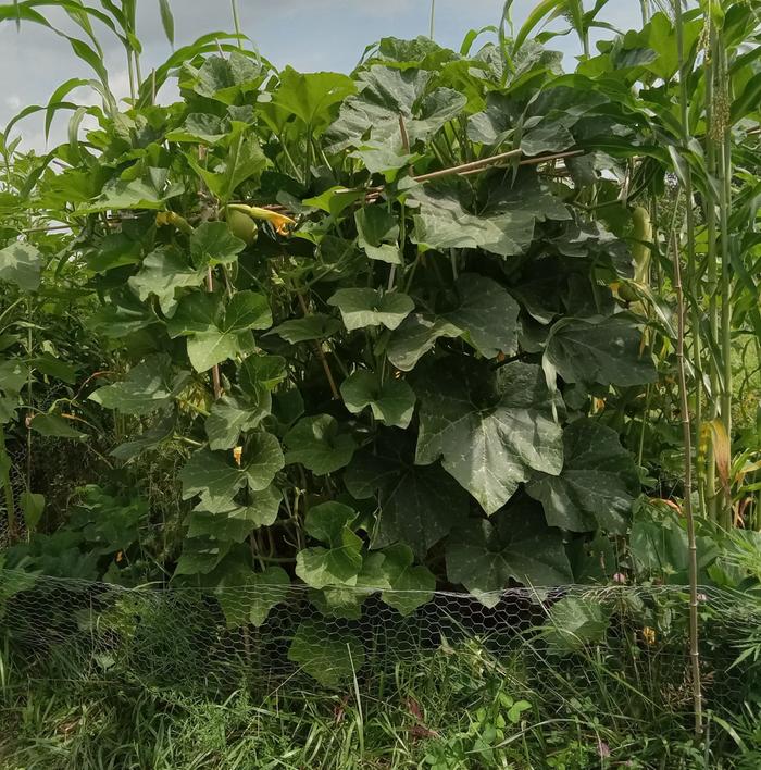 July 28th. Up the trellis and spreading horizontally
