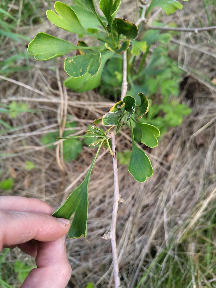 maimed gingko tree