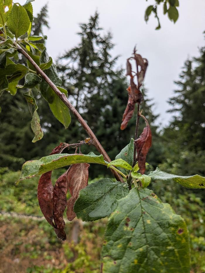 plum tree gummosis or canker