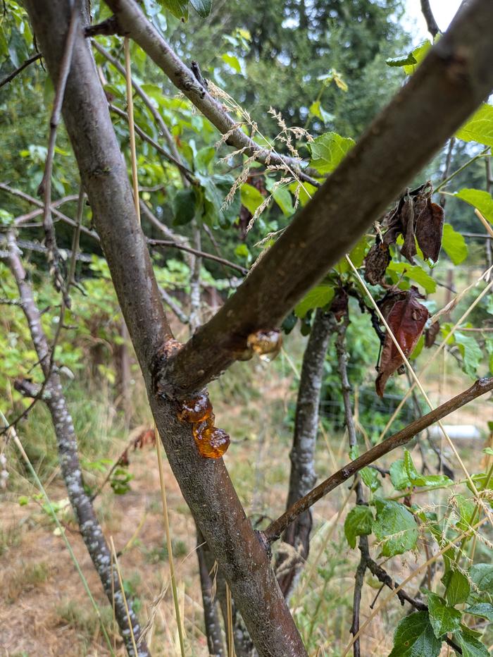 gum oozing from plum tree branches