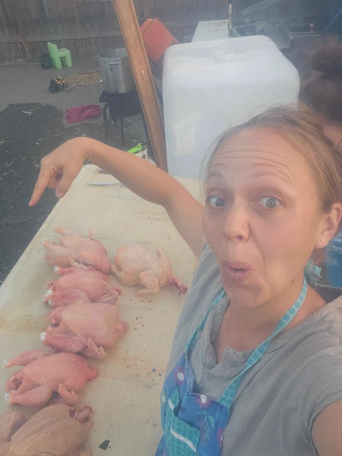 Meat chickens being processed