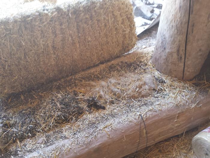 The bottom logs, with two cob plugs' on each side to keep rodents from burrowing through, and wool stuffing for insulation.
