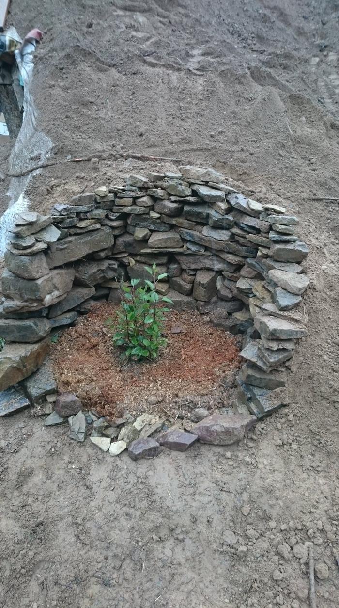 Happy little apple tree with dry stack wall and fresh mulch