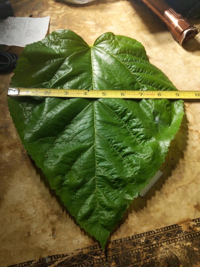 [Thumbnail for IMG_20240806_174228.jpg]