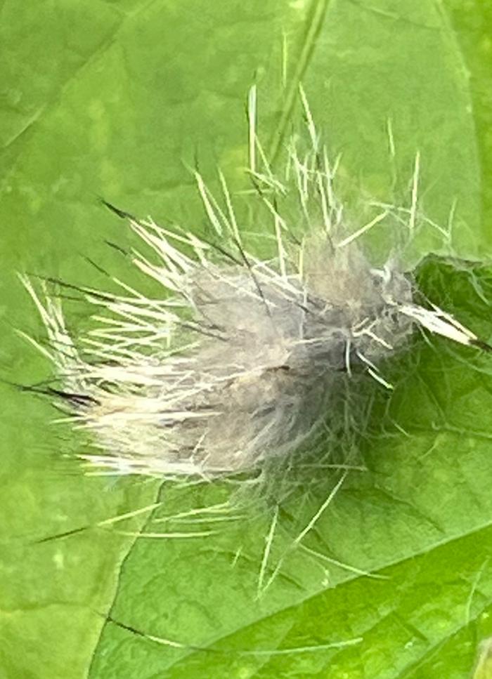 Torn fur, hair all around