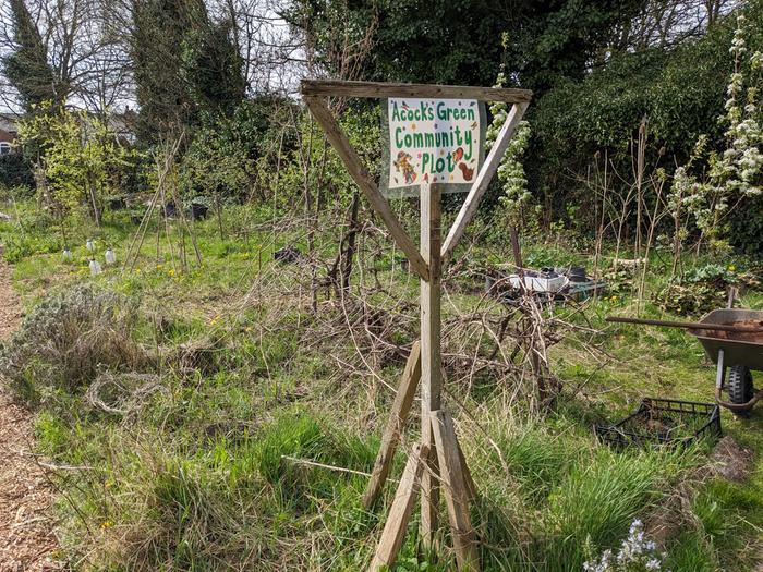 Early April in the community orchard, with pear in bloom, plum blossom going over, apple in bud