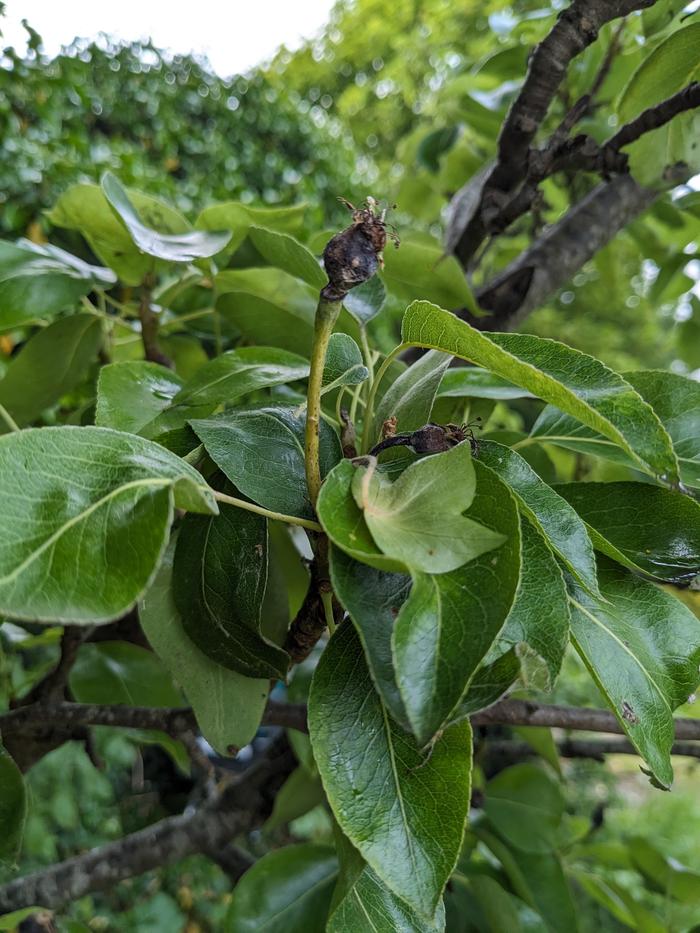 Diseased pear fruitlets.