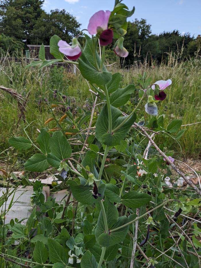 Purple podded peas in flower & set.