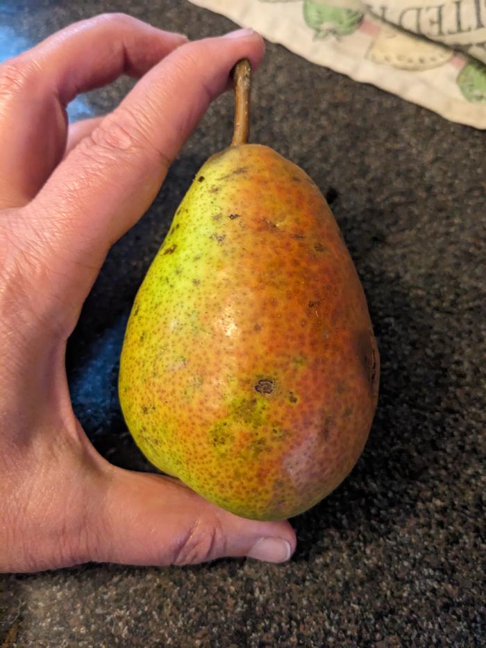 A large ripe juicy sweet pear of unknown variety.