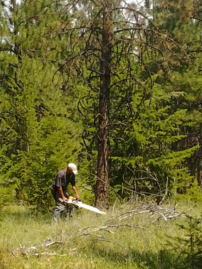 tim falling trees