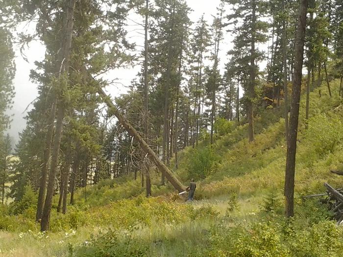 falling a tree at b.c.