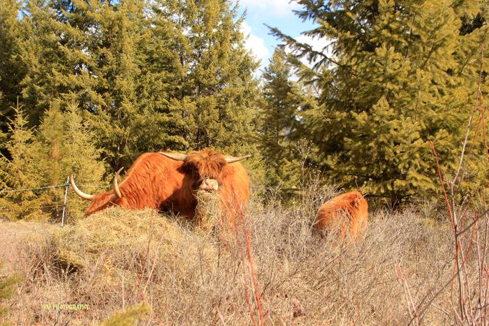 [Thumbnail for IMG_4726new.jpg]