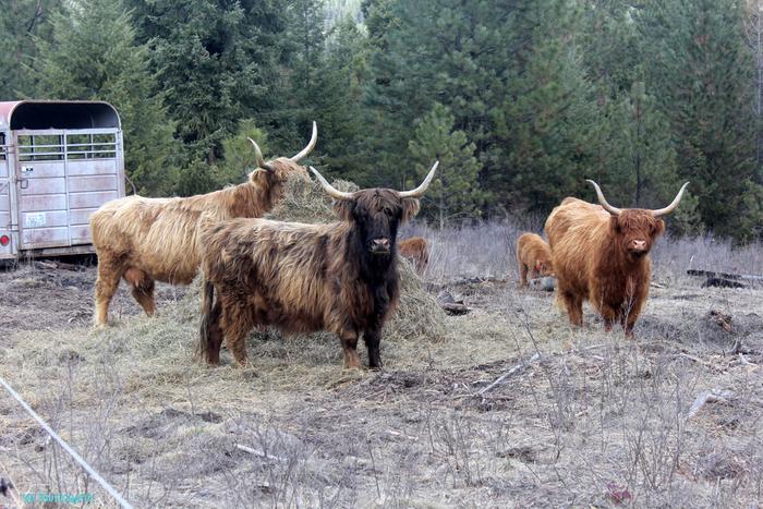 [Thumbnail for scottish-highlanders.jpg]