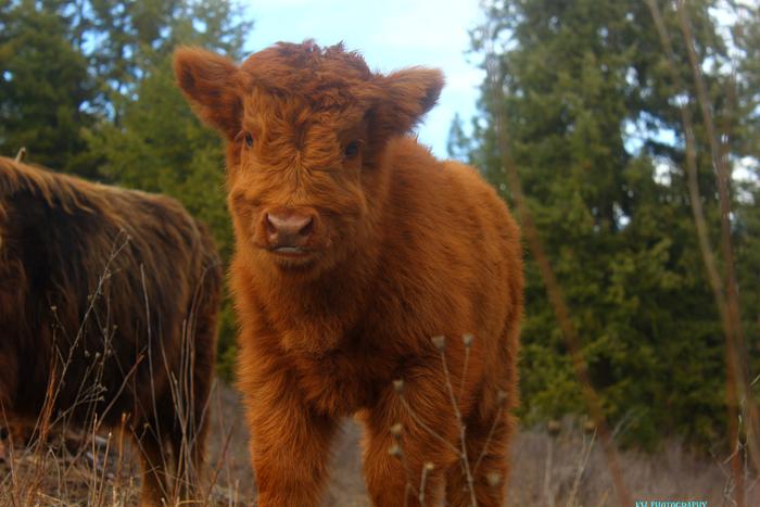 [Thumbnail for scottish-highlander-heifer.jpg]