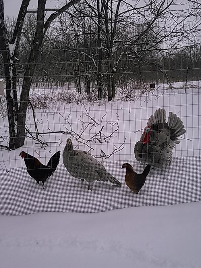 Blue Slate turkeys and Old English Game birds