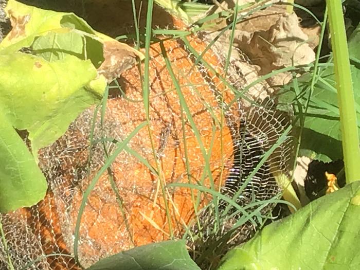 Netted pumpkin