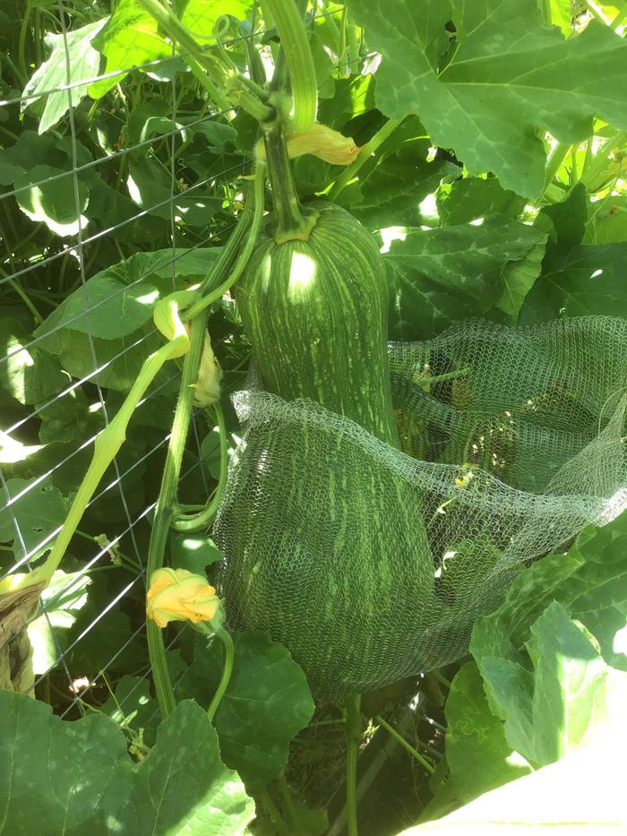 Winter squash in net