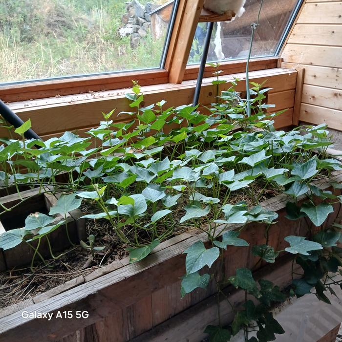 growies in the greenhouse