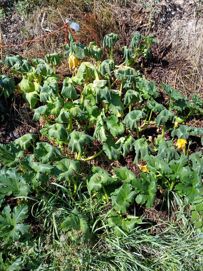 This squash or pumpkin looked pretty wilted when we got there today!!