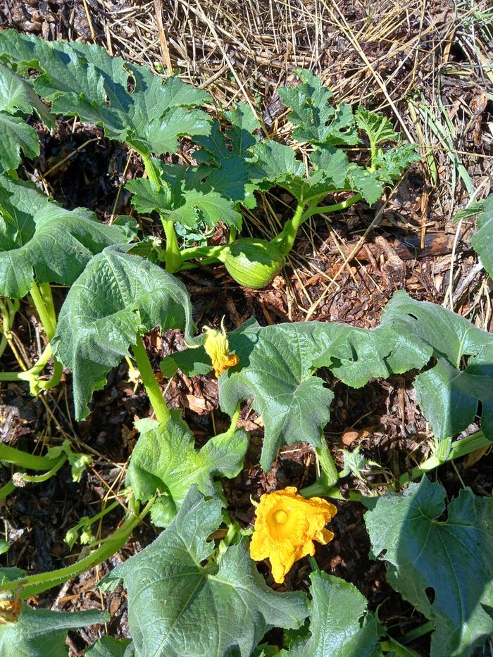 This squash or pumpkin looked pretty wilted when we got there today!!