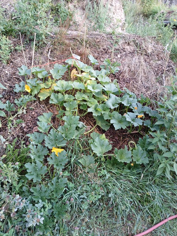 Pumpkin plants this morning.. Looks like a big difference to me!