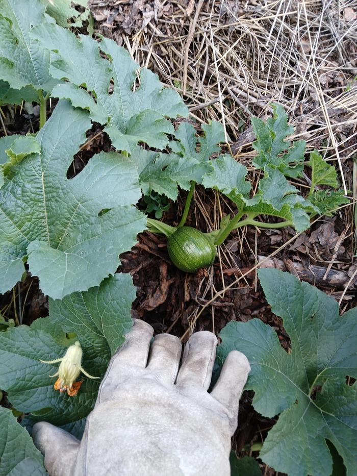 Here's the largest pumpkin from that plant