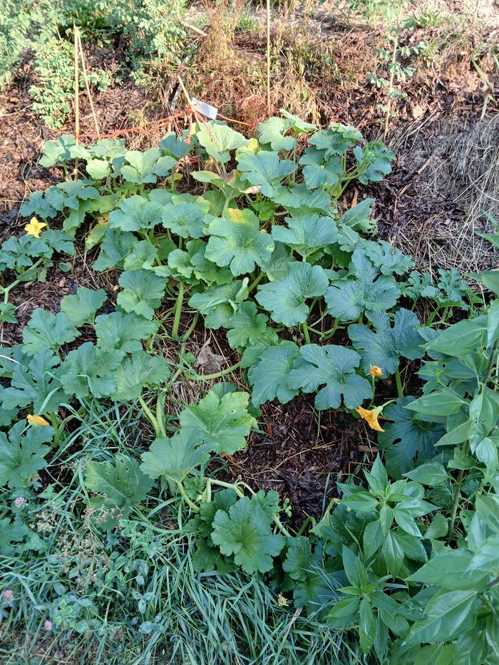 Pumpkin plants looking great!