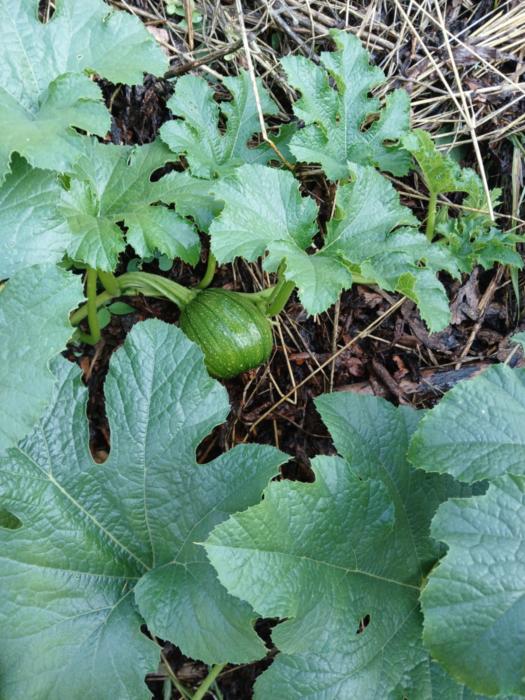 Nice little pumpkin growing