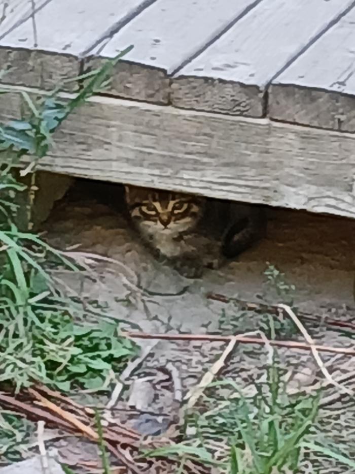 Another kitty hiding