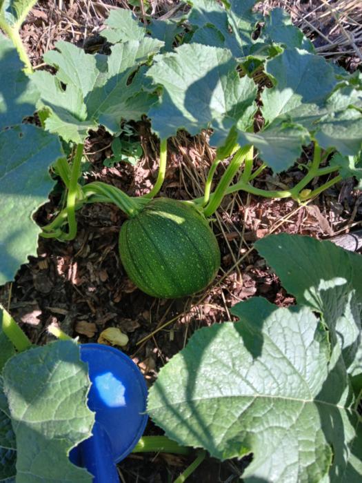 A lovely young pumpkin